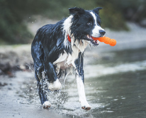 Hunde Fotografie Outdoor