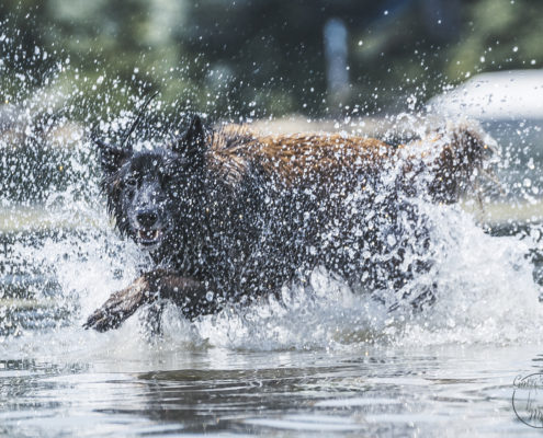 Hunde Fotografie Outdoor