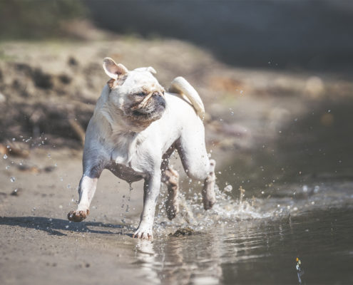 Hunde Fotografie Outdoor