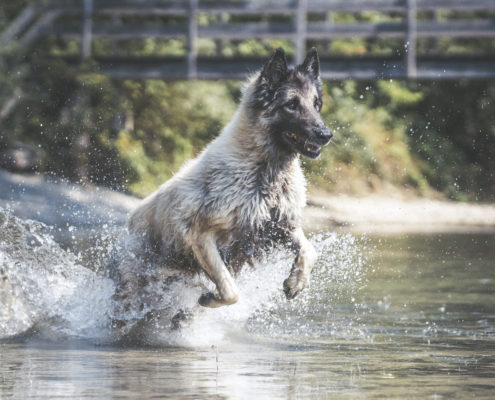 Hunde Fotografie Outdoor