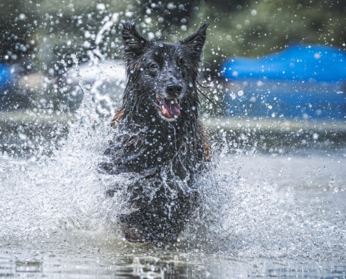 Hunde Fotografie Outdoor