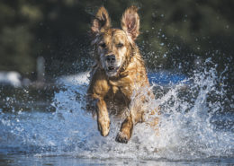 Hunde Fotografie Outdoor