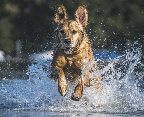 Hunde Fotografie Outdoor