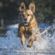 Hunde Fotografie Outdoor