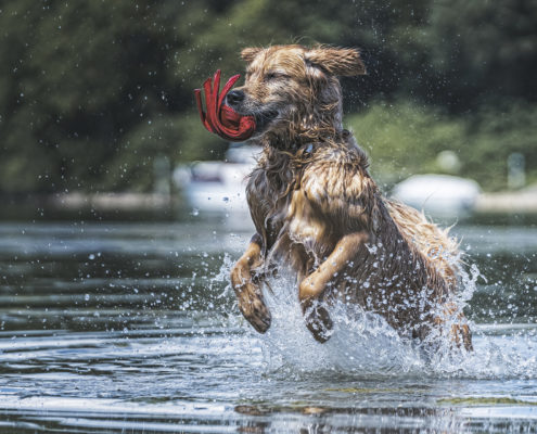 Hunde Fotografie Outdoor