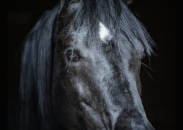 Pferde Fotografie mit Emotionen