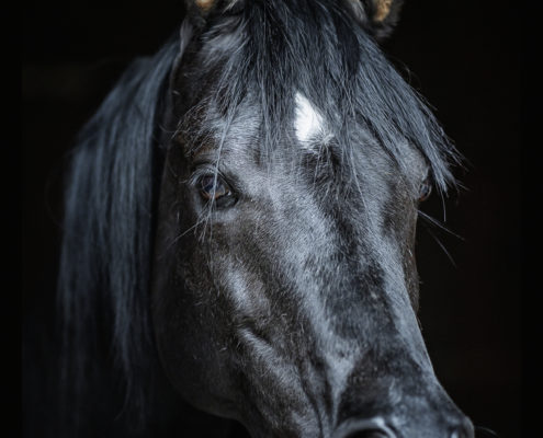 Pferde Fotografie mit Emotionen