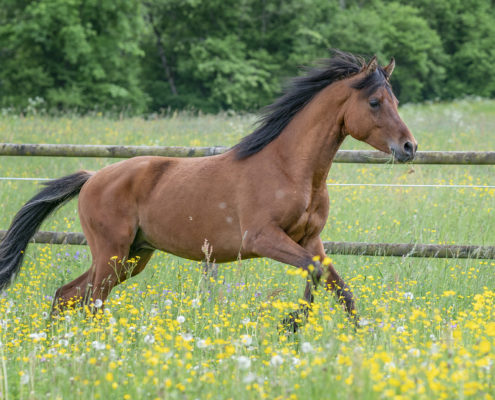 Pferde Fotografie mit Emotionen