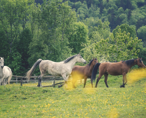 Pferde Fotografie mit Emotionen