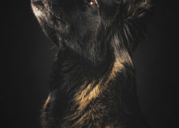 Der Hund als edles Geschöpf