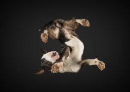Under Dog die andere Art von Fotografie