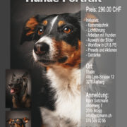 Workshop Hunde im Studio