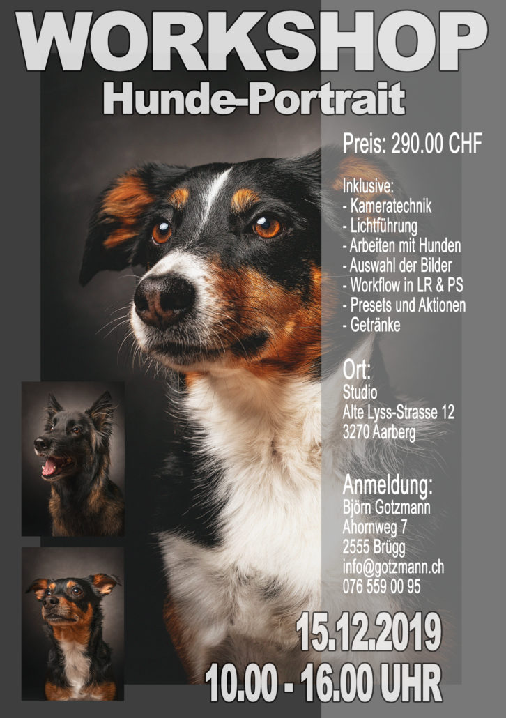 Workshop Hunde im Studio