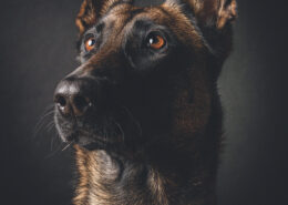 Hundefotografie im Studio
