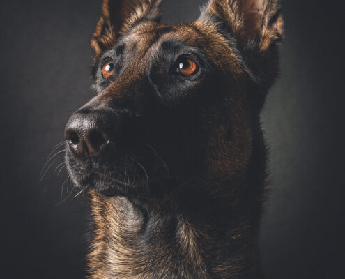 Hundefotografie im Studio