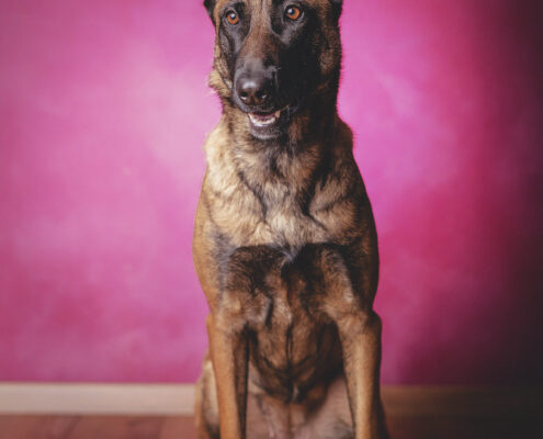 Der beste Freunde des Menschen Hundefotografie im Studio