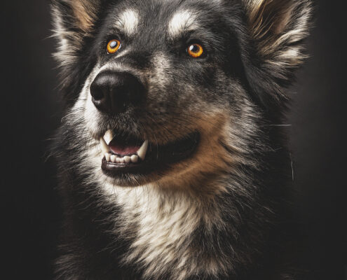 Der beste Freunde des Menschen Hundefotografie im Studio