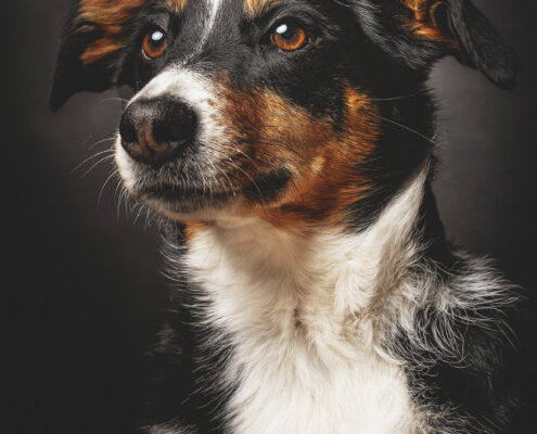 Der beste Freunde des Menschen Hundefotografie im Studio