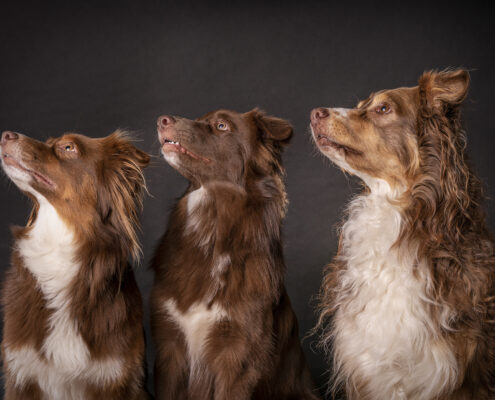 Der beste Freunde des Menschen Hundefotografie im Studio