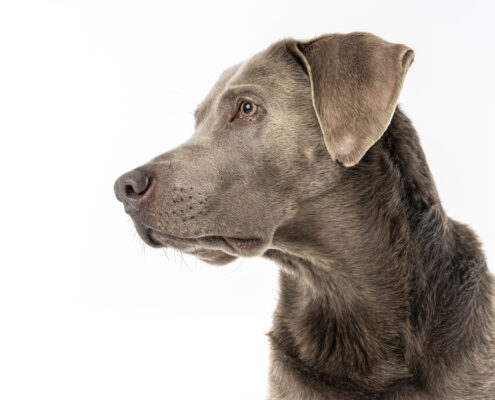 Der beste Freunde des Menschen Hundefotografie im Studio