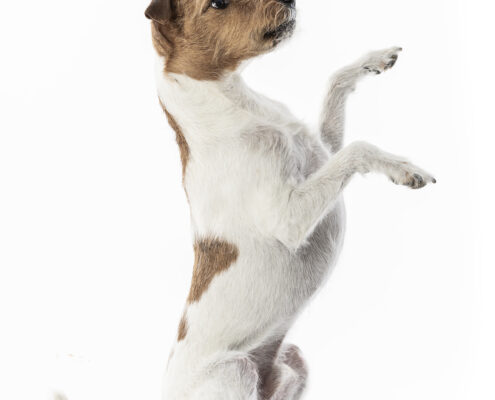 Der beste Freunde des Menschen Hundefotografie im Studio