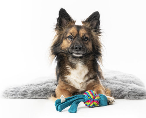 Der beste Freunde des Menschen Hundefotografie im Studio