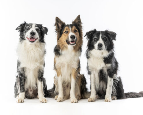Der beste Freunde des Menschen Hundefotografie im Studio