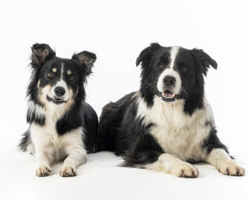 Der beste Freunde des Menschen Hundefotografie im Studio