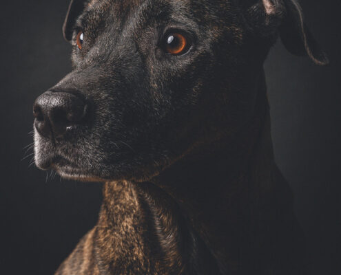 Hundefotografie im Studio