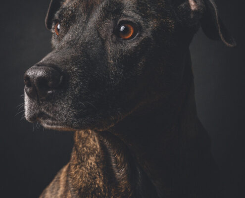 Der beste Freunde des Menschen Hundefotografie im Studio