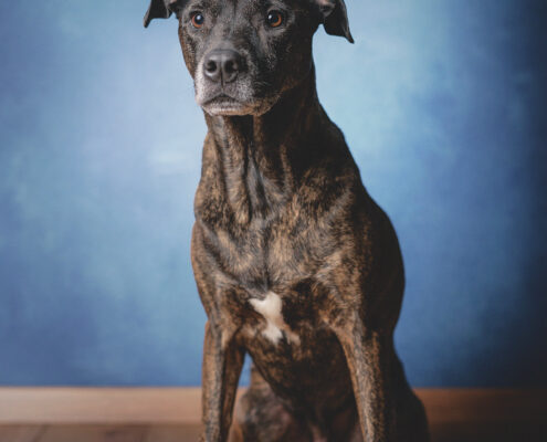 Der beste Freunde des Menschen Hundefotografie im Studio