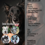 Wolfshunde und Husky Shooting