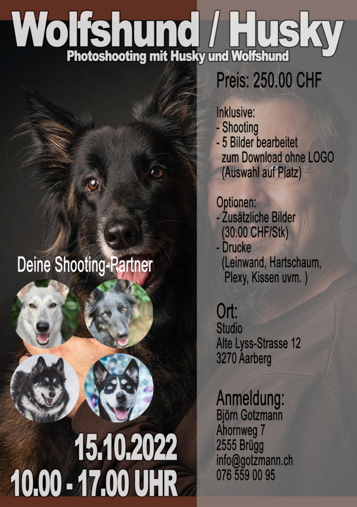 Wolfshunde und Husky Shooting